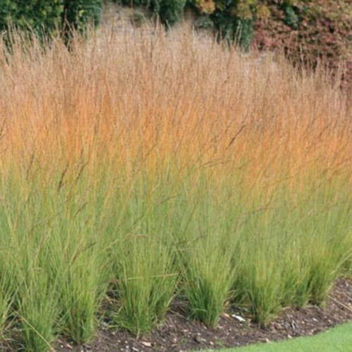 Molinia 'Heidebraut', Jardin & Terrasse, Plantes | Jardin, Plante fixe, Graminées ornementales, Enlèvement