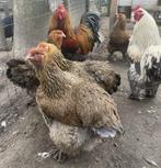 Broedeieren brahma groothoender, Poule ou poulet, Plusieurs animaux