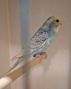 Grasparkiet poppen 2025