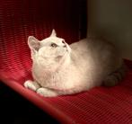 Prachtig Brits Korthaar kitten met afstambewijs, Poes, Gechipt, 0 tot 2 jaar