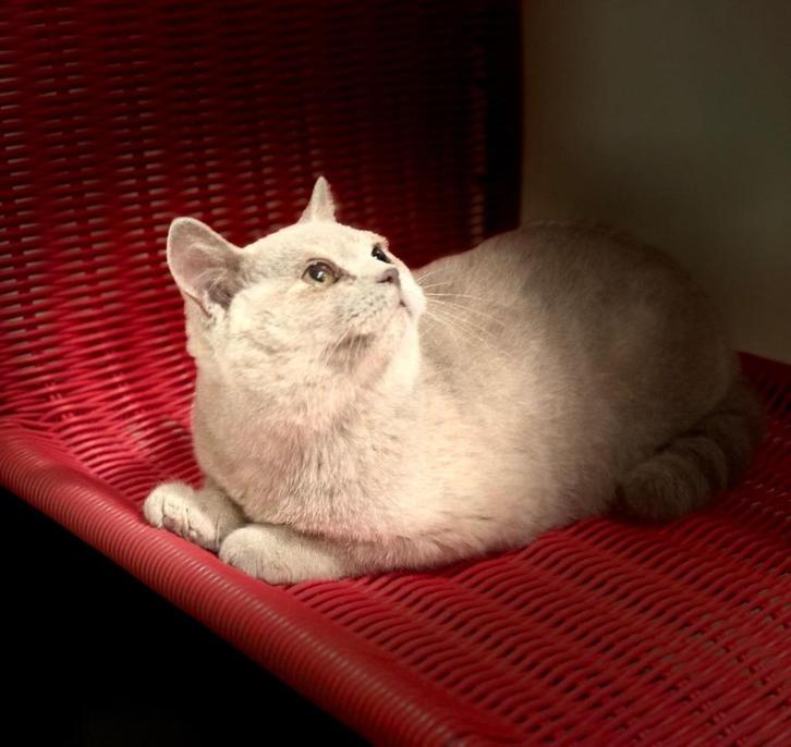 Prachtig Brits Korthaar kitten met afstambewijs, Dieren en Toebehoren, Katten en Kittens | Raskatten | Korthaar, Poes, 0 tot 2 jaar