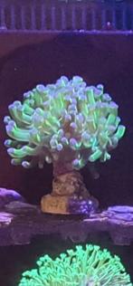 Zeeaquarium hamer koraal