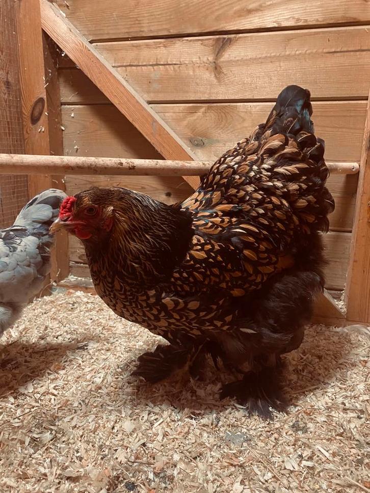 Prachtige groothoender brahma 💛, Dieren en Toebehoren, Pluimvee, Kip, Vrouwelijk