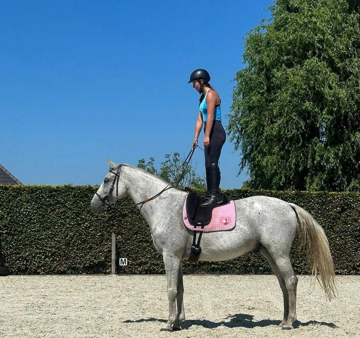 Ruiter/hulp aangeboden, Dieren en Toebehoren, Pony's, Zadelmak