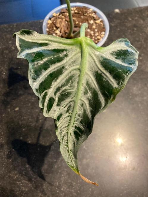 Alocasia Loco, Huis en Inrichting, Kamerplanten, Overige soorten, Minder dan 100 cm, Groene kamerplant, Halfschaduw, In pot, Ophalen of Verzenden