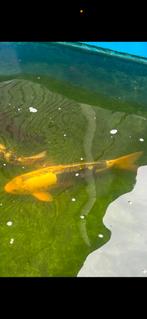 Japanse koi +-60cm, Dieren en Toebehoren, Vissen | Vijvervissen, Karper of Koi