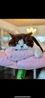 Britse korthaar kampioendekkater met stamboom (niet te koop), Dieren en Toebehoren, Katten en Kittens | Dekkaters, 3 tot 5 jaar