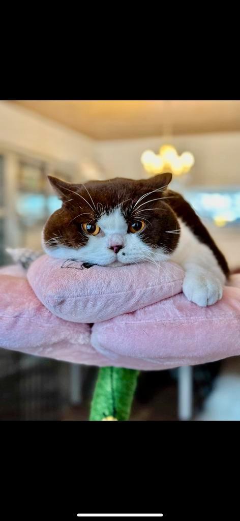 Britse korthaar kampioendekkater met stamboom (niet te koop), Dieren en Toebehoren, Katten en Kittens | Dekkaters, 3 tot 5 jaar