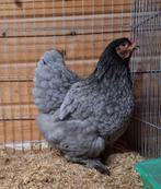 Brahma kriel, Dieren en Toebehoren