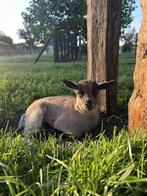 Dwerggeitje te koop, Dieren en Toebehoren, Schapen, Geiten en Varkens, Mannelijk, Geit, 0 tot 2 jaar