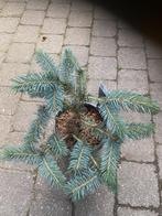 Picia Pungens Karpaten, Tuin en Terras, Ophalen of Verzenden, Struik