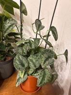 Pothos argenté, Huis en Inrichting, Kamerplanten, Overige soorten, In pot, Minder dan 100 cm, Groene kamerplant