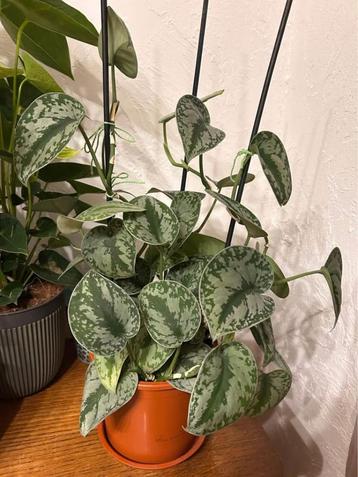 Pothos argenté beschikbaar voor biedingen