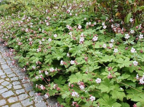 Geranium ‘Spessart’ wintergroene bodembedekker 0474712247, Tuin en Terras, Planten | Tuinplanten, Volle zon, Herfst, Ophalen