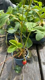 Aardbeienplanten: 3 potten voor €5, zeer productief