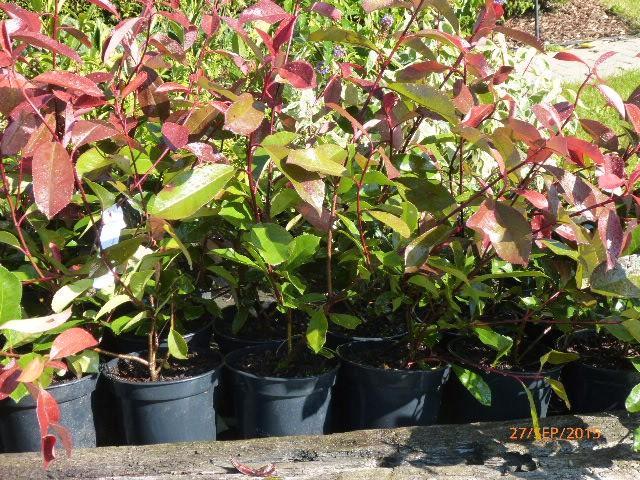Photinia pour haie, Jardin & Terrasse, Plantes | Arbustes & Haies, Haie, Enlèvement