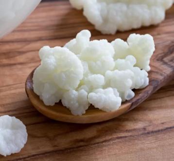 Grains de beau kéfir lait à donner. beschikbaar voor biedingen