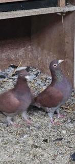 7 jonge duiven van dit jaar ongeringd voor 100 euro samen, Dieren en Toebehoren, Vogels | Duiven