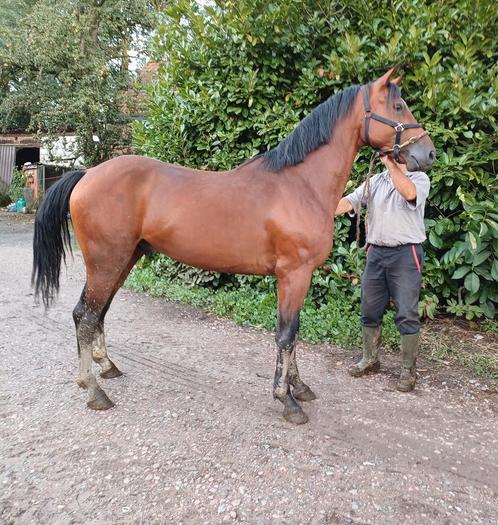 Prachtige springgefokte 3-jarige BWP hengst, Animaux & Accessoires, Chevaux, Étalon, Non dressé, 3 à 6 ans, Cheval de saut, Avec pedigree