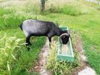 Lunenburger heideschaap ( Heidschnucke) ooi gezocht, Dieren en Toebehoren, Vrouwelijk, Schaap, 3 tot 5 jaar