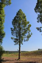 Grote bomen/Volwassen bomen, Tuin en Terras, Planten | Bomen, Ophalen of Verzenden, Overige soorten, 400 cm of meer