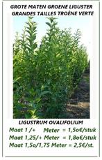 VANAF OKT/NOV. TERUG GROENE HAAGLIGUSTER 1,5/1,75+ Meter !, Tuin en Terras, Planten | Struiken en Hagen, Ophalen, Liguster, Haag