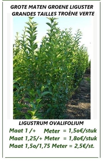 VANAF OKT/NOV. TERUG GROENE HAAGLIGUSTER 1,5/1,75+ Meter ! beschikbaar voor biedingen