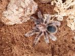 Tliltocatl albopilosus nicaragua sub vrouwtje met terra, Dieren en Toebehoren, Insecten en Spinnen, Spin of Schorpioen
