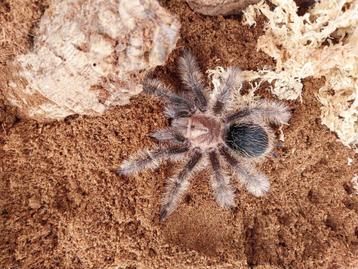 Tliltocatl albopilosus nicaragua sub vrouwtje met terra  beschikbaar voor biedingen