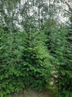 Nordmann kerstboom 200-250, Tuin en Terras, Planten | Bomen, Ophalen of Verzenden, Zuilboom, 100 tot 250 cm