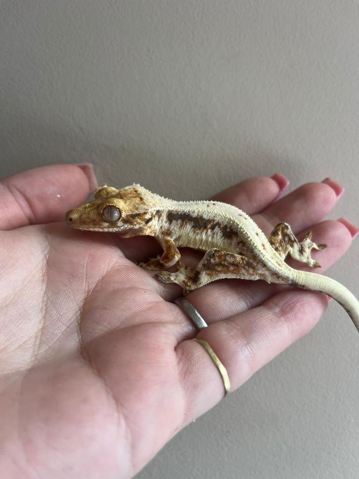 Last call for Houten! Lilly White tricolor, Dieren en Toebehoren, Reptielen en Amfibieën, Overige soorten, 0 tot 2 jaar