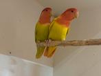 Roseicollies, Dieren en Toebehoren, Vogels | Parkieten en Papegaaien, Meerdere dieren, Dwergpapegaai of Agapornis, Geringd