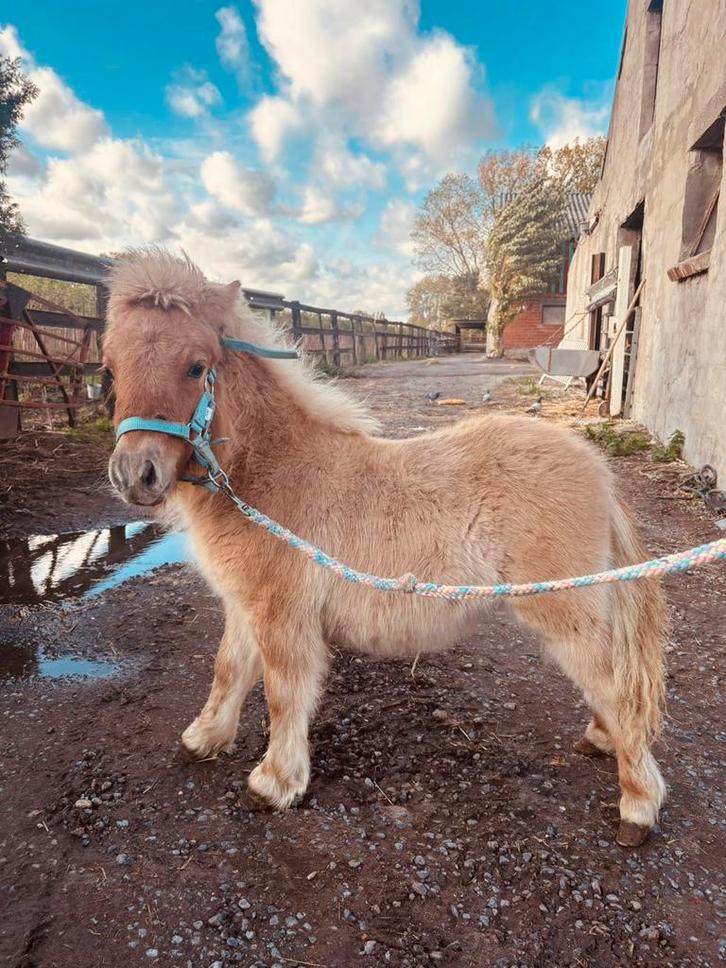 Hengsten veulen, Dieren en Toebehoren, Pony's