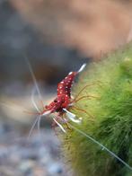Caridina dennerli Sulawesi garnaal, Dieren en Toebehoren, Vissen | Aquariumvissen
