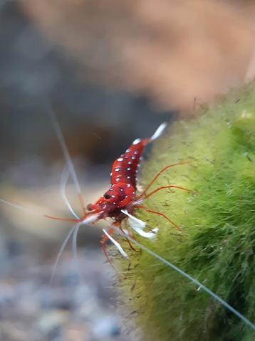 Caridina dennerli Sulawesi garnaal beschikbaar voor biedingen