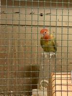 Rossecollis uit eigen kweek te koop, Dieren en Toebehoren, Vogels | Parkieten en Papegaaien, Dwergpapegaai of Agapornis