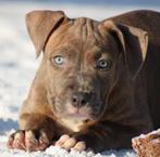 Amerikaanse Stafford pup, Dieren en Toebehoren, Honden | Jack Russells en Terriërs, Parvo, België, Reu, 8 tot 15 weken