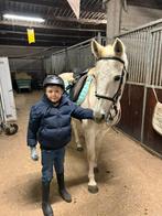 Paard zoekt 5️huisje, Dieren en Toebehoren