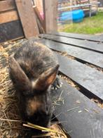 Gratis dwergkonijn, Dieren en Toebehoren, Augustus, Mannelijk