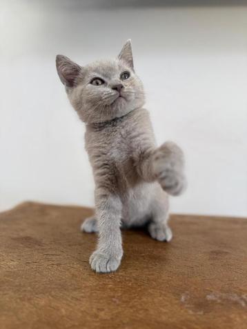 britse korthaar kitten beschikbaar voor biedingen