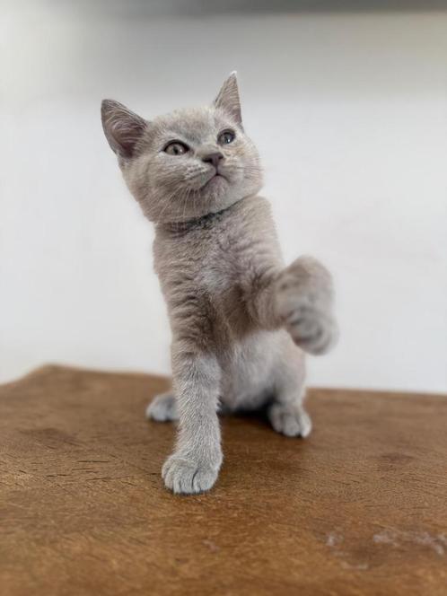 britse korthaar kitten, Dieren en Toebehoren, Katten en Kittens | Raskatten | Korthaar, Kater, 0 tot 2 jaar, Gechipt, Ontwormd