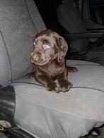 laberador pups, België, Fokker | Hobbymatig, CDV (hondenziekte), 8 tot 15 weken