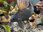 Upside down catfish, Vis
