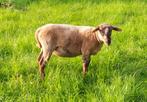 Schapen, Animaux & Accessoires, Moutons, Chèvres & Cochons, Mouton, Femelle, 0 à 2 ans