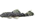 a donner poissons, Vis, Zoetwatervis