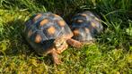 Chelonoidis carbonaria (schildpad) Vrouwtje., Dieren en Toebehoren, Ophalen, Nieuw, Overige typen