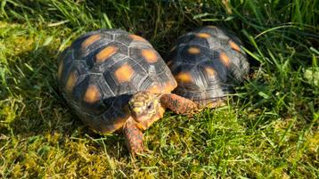 Chelonoidis carbonaria (schildpad) Vrouwtje. beschikbaar voor biedingen