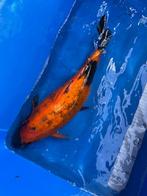 koi's, Karper of Koi