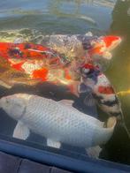 Koi, Dieren en Toebehoren, Vissen | Vijvervissen, Karper of Koi