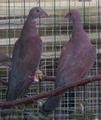 salvinduif, Dieren en Toebehoren, Vogels | Overige Vogels, Vrouwelijk, Geringd